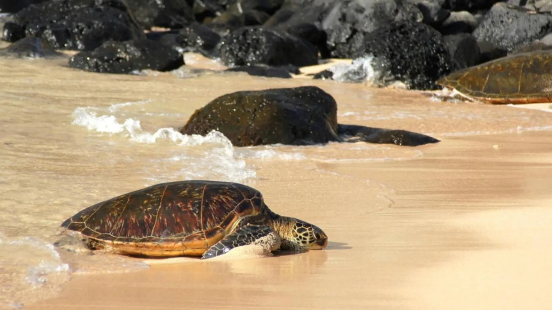 Napili Shores C116 Kahana Appartamento